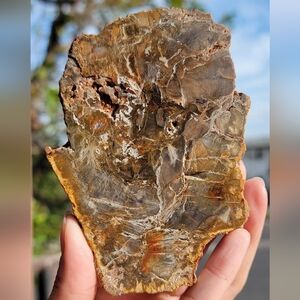NEW 3.125" x 4.5" x 218G PETRIFIED WOOD SLAB